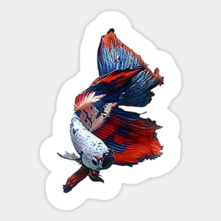 halfmoon betta fish Sticker